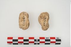 Foto von Astragalknochen (NHMW-PRAE-025128)